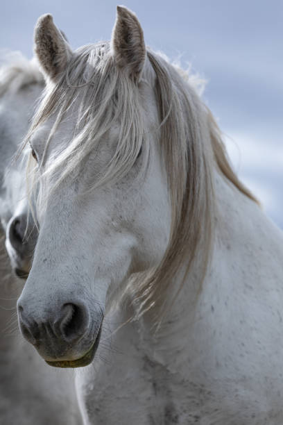 istock ranch horse herd round up American west 1401915703