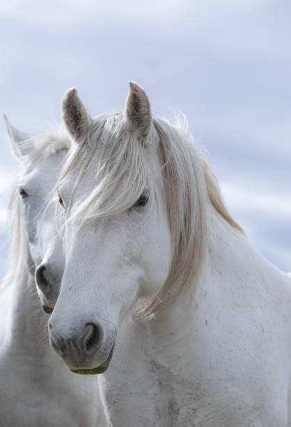 colorful herd of Western ranch horses galloping on a dusty road and grazing on the range in Colorado