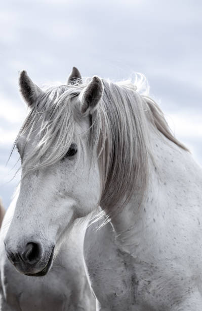 istock ranch horse herd round up American west 1401915883