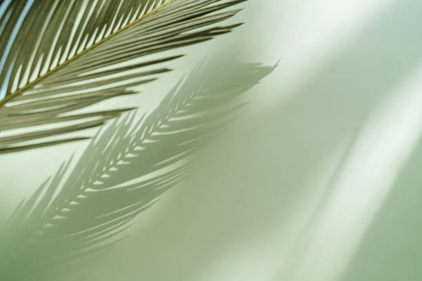 istock Palm leaf on a green surface with shadow. Stylish background for presentation. 1401915990