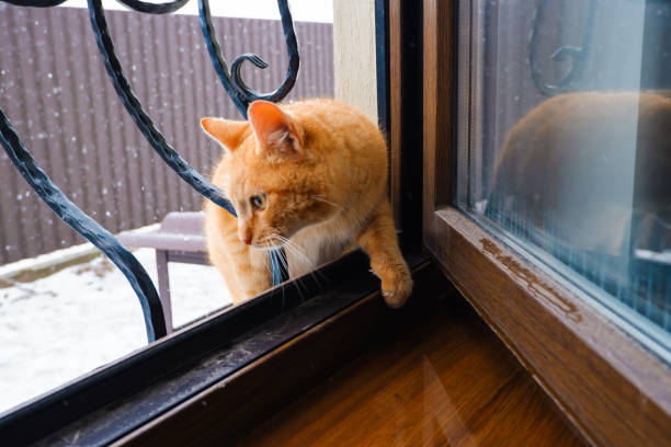 istock A red yard cat enters the house through an open window. 1401916128
