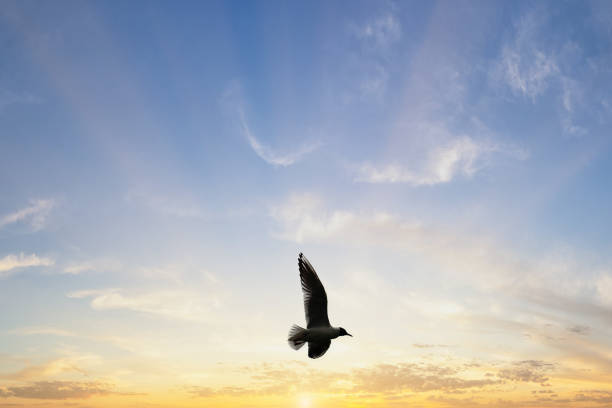 istock A bird at Lunt Nature Reserve 1401916352