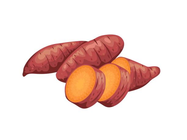 벡터 일러스트 레이 션, 붉은 피부가있는 고구마, 흰색에 격리, 포스터, 웹 사이트, 브로셔 및 농산물 포장에 적합합니다. - sweet potato stock illustrations