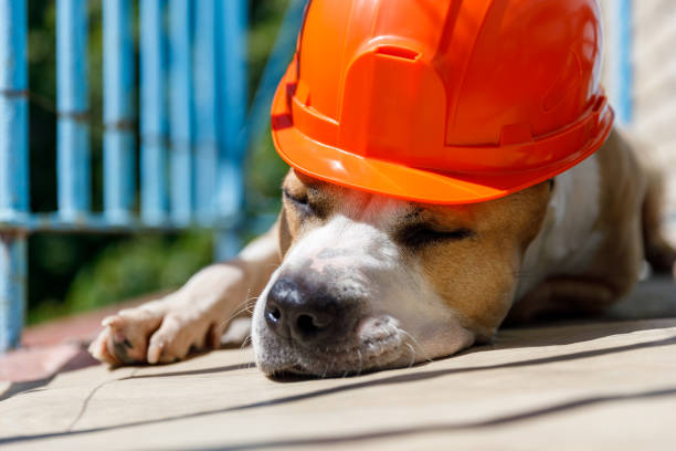 race de chien pit bull terrier se trouve dans un casque de construction orange - manufacturing occupation photos et images de collection