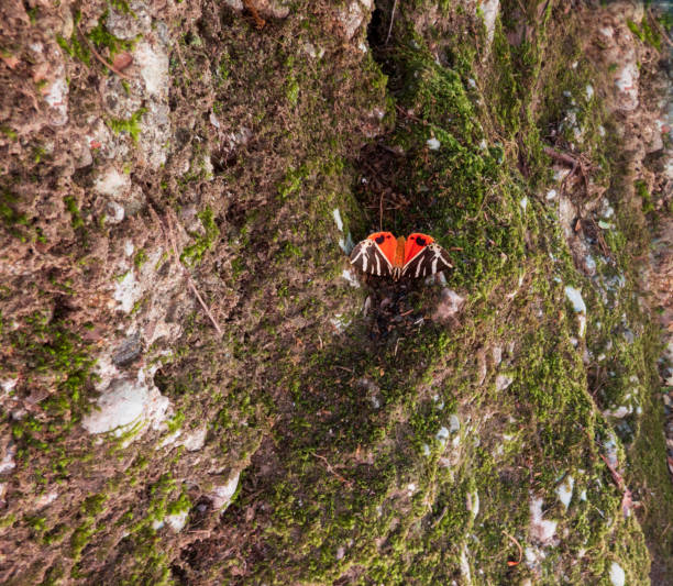 Butterfly Panaxia Quadripunctaria day-flying moth in Butterfly Valley on Rhodos island, Greece