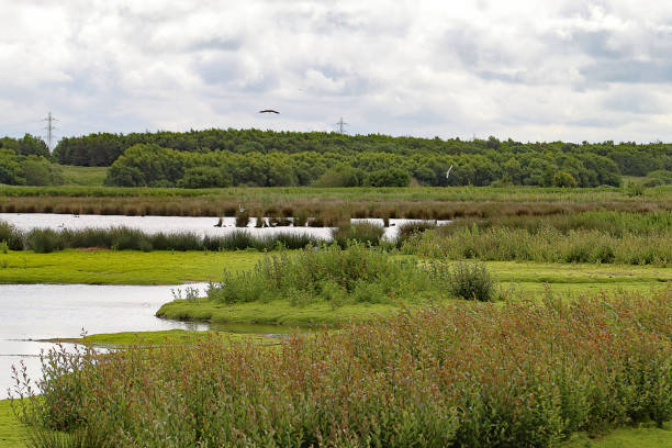 istock A beautiful landscape shot at a nature reserve 1401918630