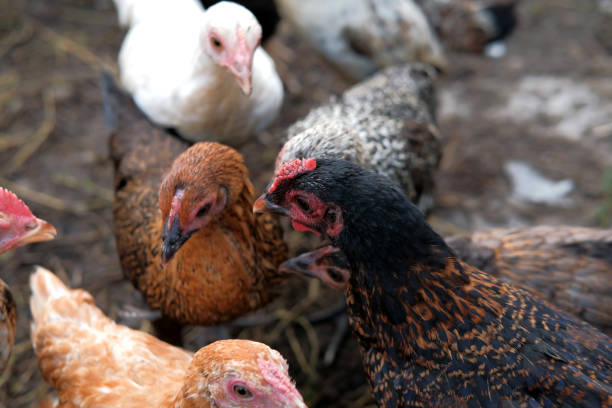 istock Chickens on the farm 1401919050