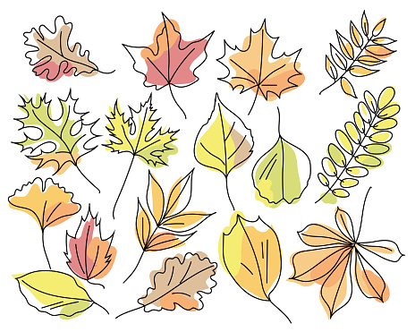 Set of autumn leaves of different trees isolated on white background. Leaves in linear art with the addition of colored spots. Leaves of maple, oak, chestnut, acacia, ash, ginkgo. Vector illustration.
