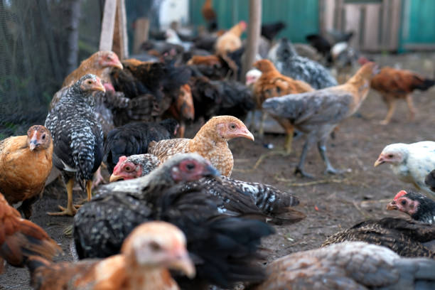 istock Chickens on the farm 1401919695