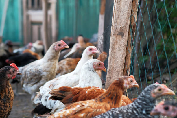 istock Chickens on the farm 1401919725