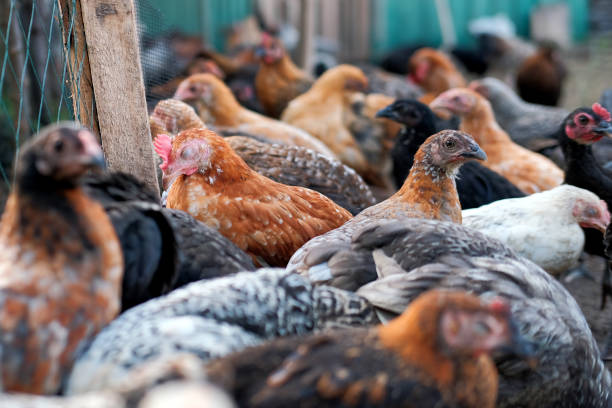 istock Chickens on the farm 1401919900