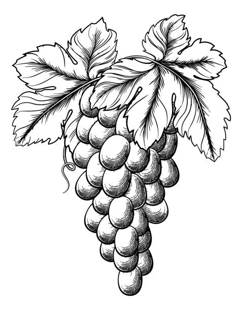 illustrazioni stock, clip art, cartoni animati e icone di tendenza di grappolo d'uva su vite e foglie - wine grape harvesting crop