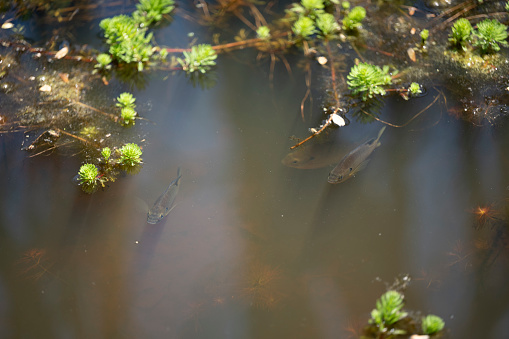 Southern state wetlands in spring. Captured near Cumming in Georgia (USA). The image was captured with a full frame mirrorless digital camera and a sharp telephoto lens at low ISO resulting in a large, clean file. The image is part of a series of Georgia wetland.