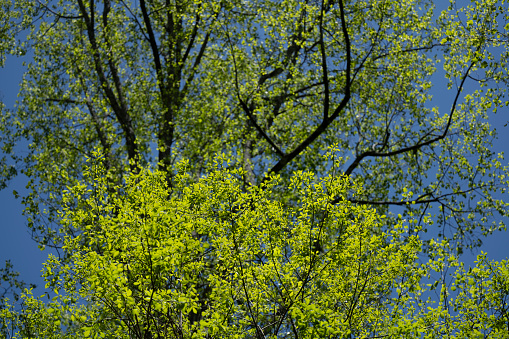 Southern state wetlands in spring. Captured near Cumming in Georgia (USA). The image was captured with a full frame mirrorless digital camera and a sharp telephoto lens at low ISO resulting in a large, clean file. The image is part of a series of Georgia wetland.