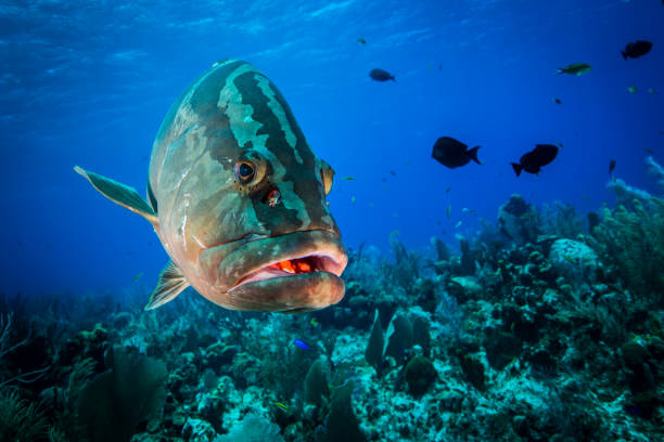 Grouper underwater Underwater seascape and Nassau Grouper at Little Cayman big game fishing stock pictures, royalty-free photos & images