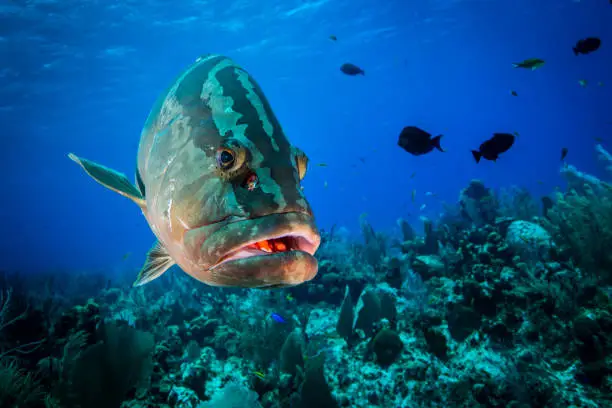 Underwater seascape and Nassau Grouper at Little Cayman