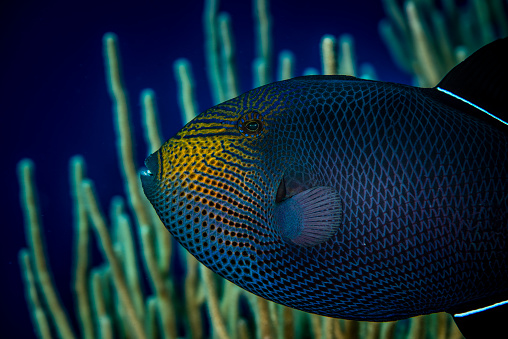 Black Triggerfish swimming over coral reef in the Cayman Islands