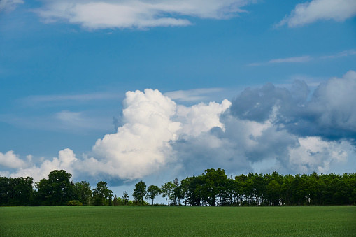 Trees at the end of the field framed by clouds and green field