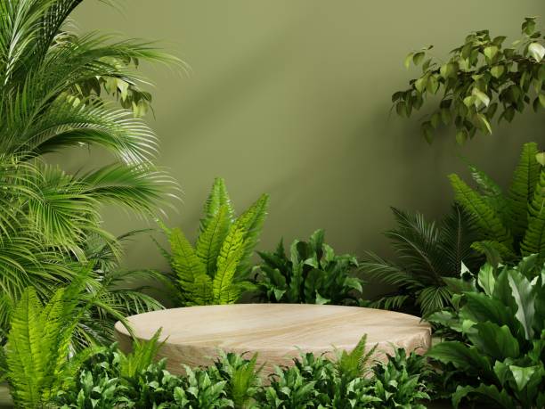 pedestal de madeira circular em floresta tropical para apresentação de produto e parede verde. - colecção de verão - fotografias e filmes do acervo