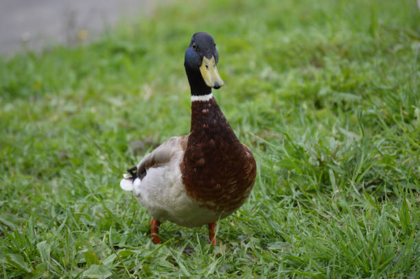 Closeup of a duck in the grass
