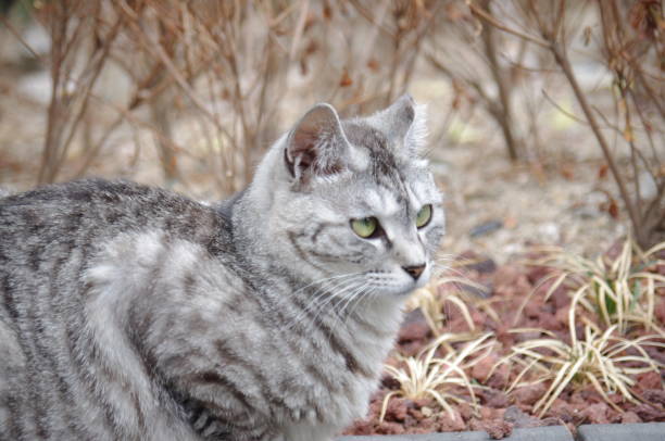 istock A gray fur stray cat staring at something 1401923996