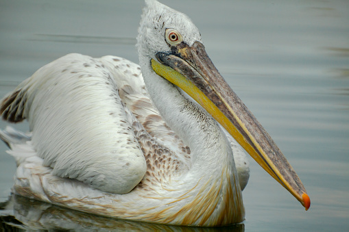 View of a pelican on tranquil sea.