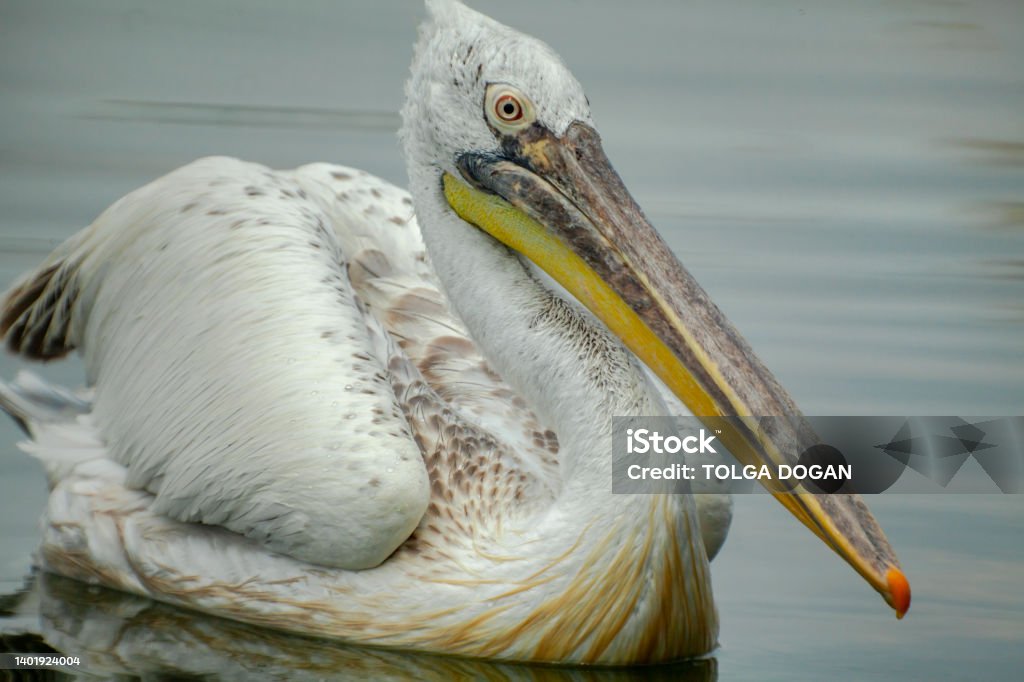 Pelican Perching on Tranquil Sea View of a pelican on tranquil sea. Pelican Stock Photo