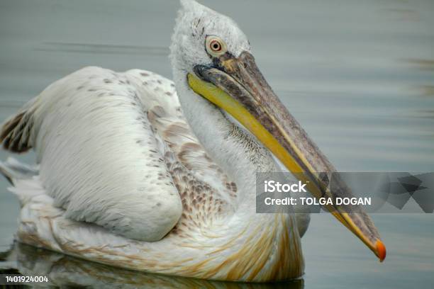 Pelican Perching On Tranquil Sea Stock Photo - Download Image Now - Pelican, Beak, Water