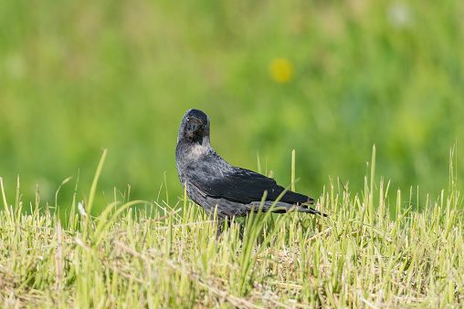 Western jackdaw bird on the summer meadow.