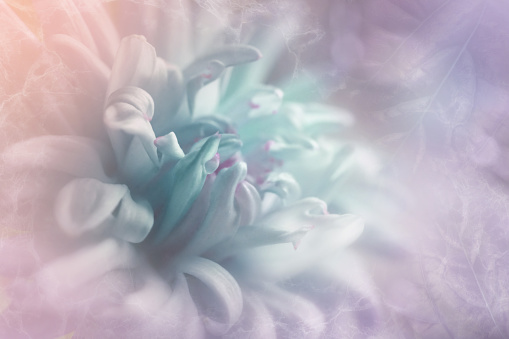Blurred chrysanthemum flower with soft focus. A flower on a light foggy background.   Close-up.