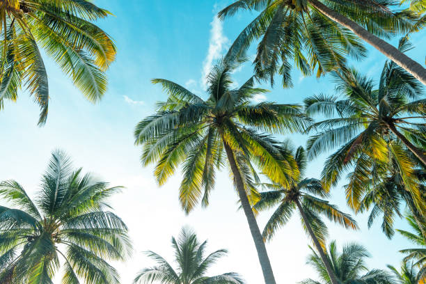 istock coconut trees on tropical island in summer 1401925542