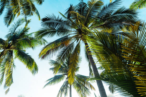 istock coconut trees on tropical island in summer 1401925619