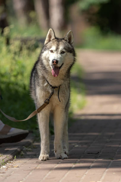 istock Husky dog on a summer walk 1401925788