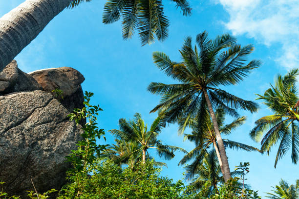 coconut trees on tropical island in summer,palm and coconut trees