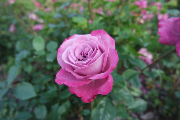 istock Full Blooming Rose Flowers Blue River In Garden 1401925858