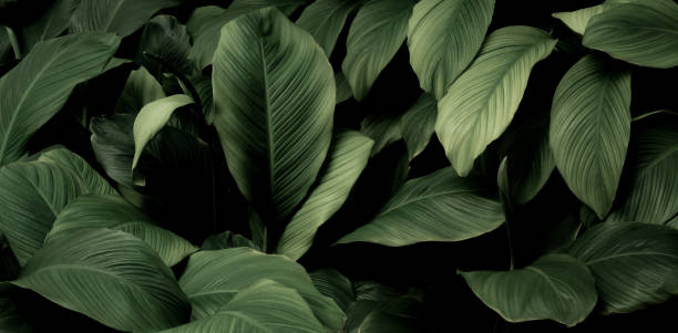 istock tropical leaves, abstract green leaf texture in garden, nature background 1401926520