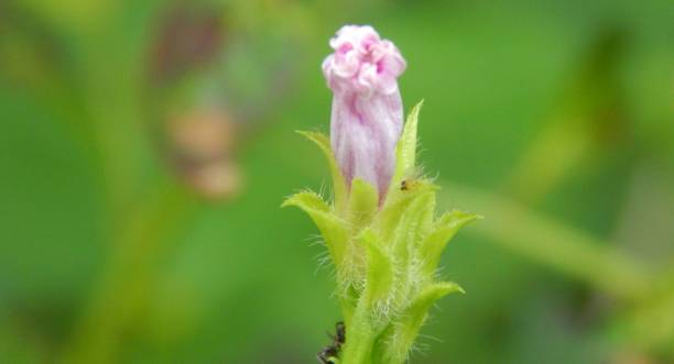 istock Indonesia Tropical Wildflowers 1401927240