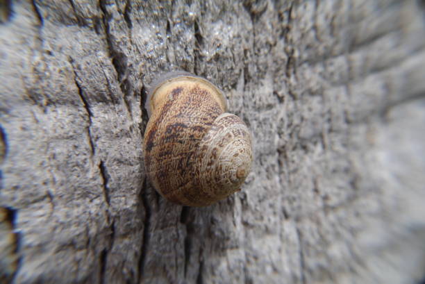 Closeup of a snail shell on the tree