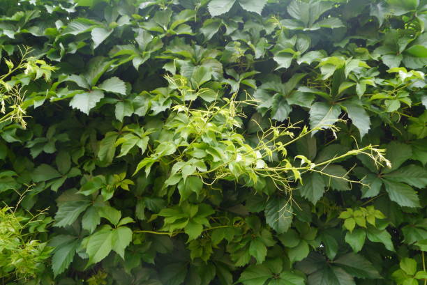 istock Wild grape leaves growing on a wall 1401928998