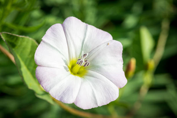 istock Beautiful flower close-up 1401929133