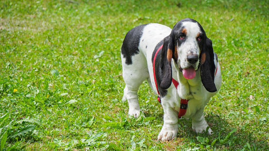 Relaxing black white brown funny basset hound in the garden in summer