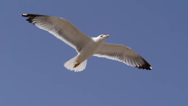 istock A seagull flying up in the sky 1401929992