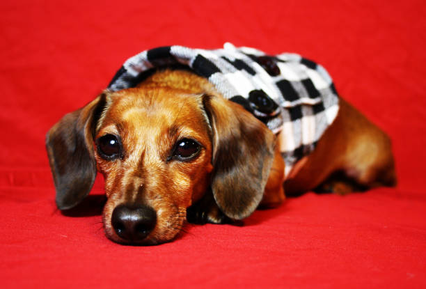 istock Cute miniature dachshund in vest 1401930023
