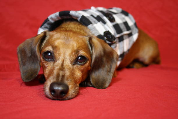 istock Cute Miniature Dachshund in black and white vest 1401930032