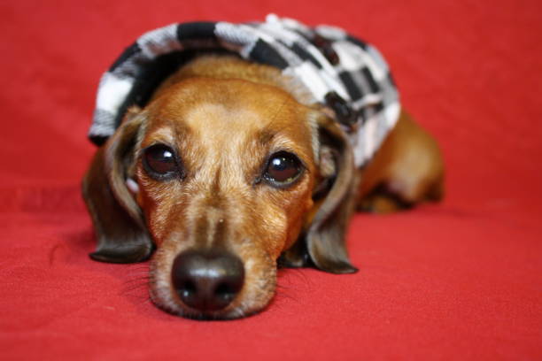 istock Cute miniature dachshund in vest 1401930037