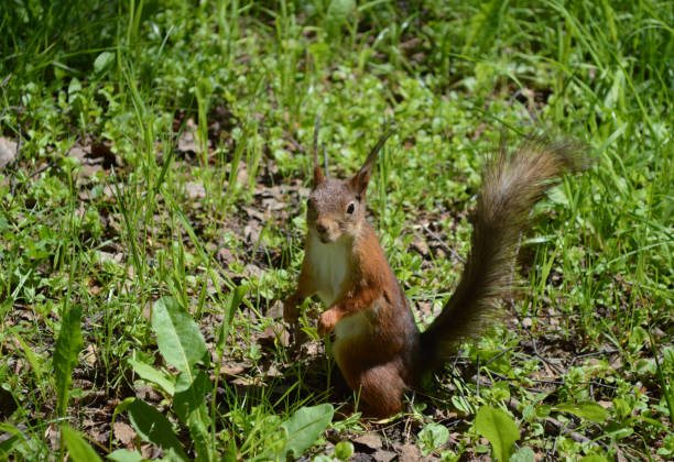 istock Cute squirrel in the grass looking at you 1401930896