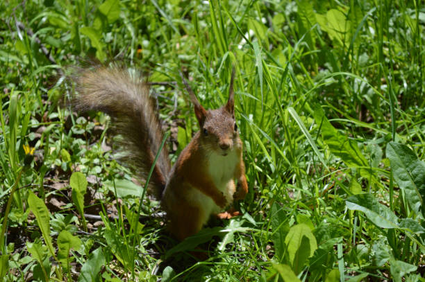 istock Cute squirrel in the grass looking at you 1401930898