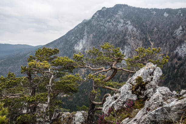 istock On top of Mount Falkenstein 1401931418