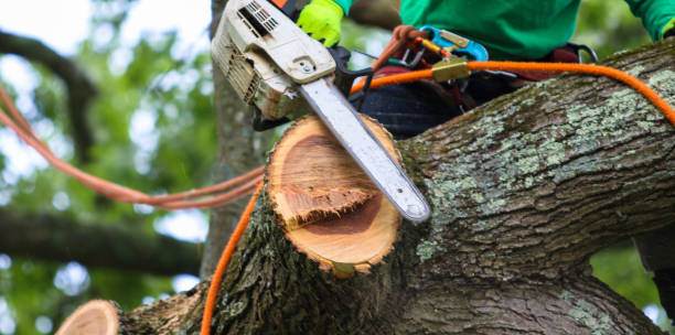 Man in a tree cutting it down with a chainsaw stock photo