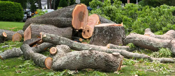 Photo of Tree stump and large portions of stump in a pile on a lawn